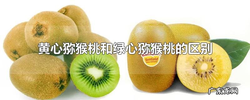 黄心猕猴桃和绿心猕猴桃的区别