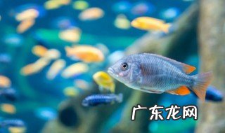 清洗鱼缸水质要多久 鱼缸多久彻底清洗一次,