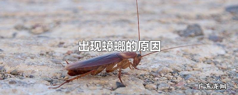 出现蟑螂的原因