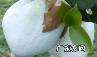 农村特产食物有哪些 农村特产食物有什么