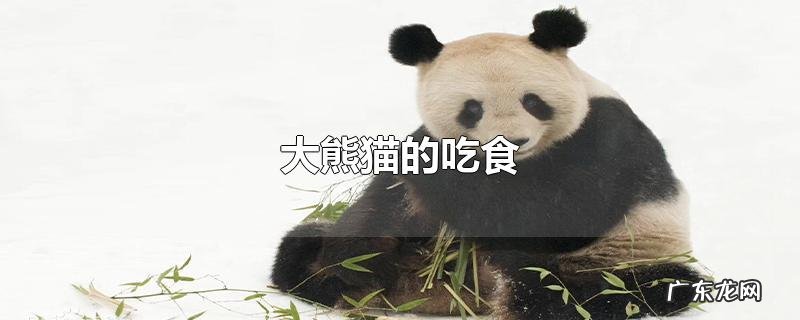 大熊猫的吃食
