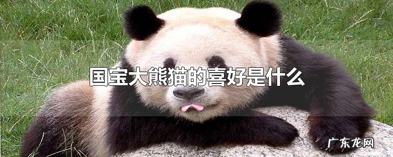 国宝大熊猫的喜好是什么