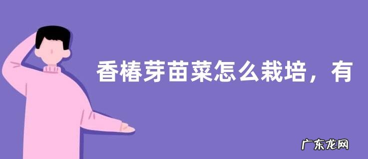 香椿芽苗菜怎么栽培,有哪些要点