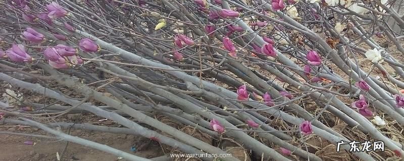 紫玉兰树苗的价格,盆栽养护有哪些要点