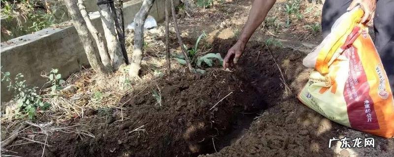 果树的最佳施肥时间,有哪些注意事项