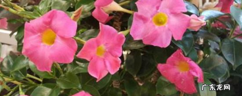 飘香藤如何过冬,平时应怎样养护