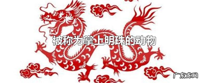 被称为掌上明珠的动物