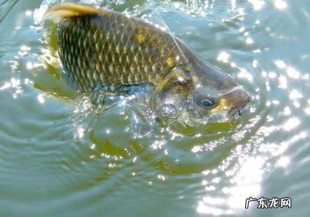 钓鱼的风水论 钓鱼水位看风水还是钓鱼