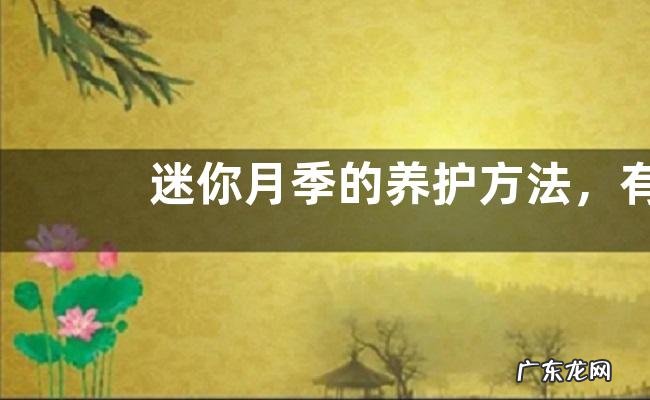 迷你月季的养护方法,有哪些要点