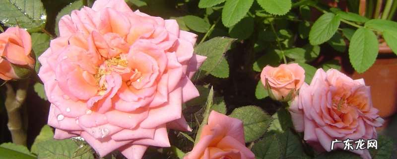 迷你月季的养护方法,有哪些要点