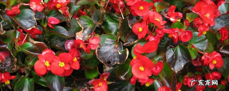 四季海棠的扦插繁殖,附四季海棠其他的繁殖方式