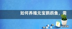 如何养殖元宝鹦鹉鱼，需做好这几点