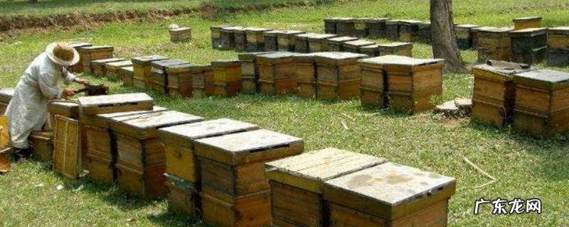 蜂箱生虫怎么处理,主要有这几种方法