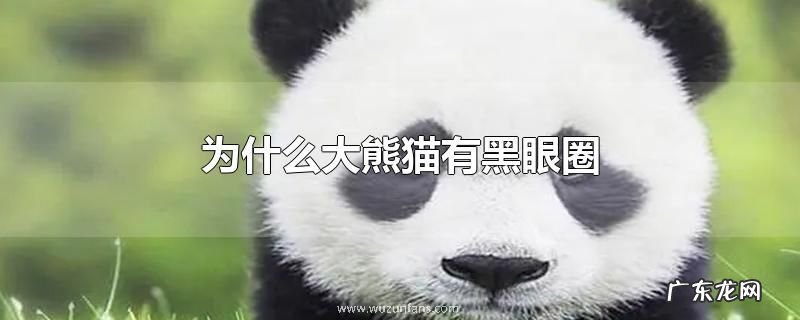 为什么大熊猫有黑眼圈