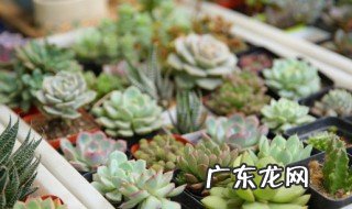 室内与卧室适合养什么植物 室内与卧室适合养哪些植物