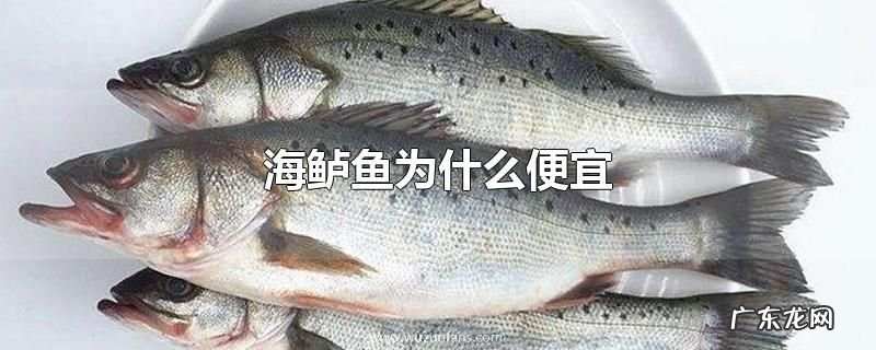 海鲈鱼为什么便宜