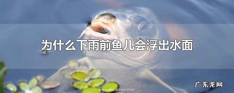 为什么下雨前鱼儿会浮出水面