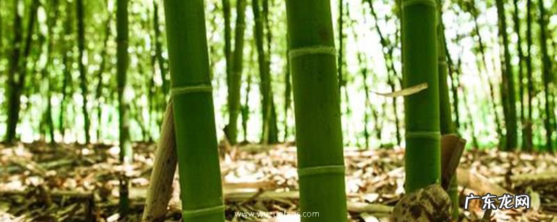 竹子根怎么清除