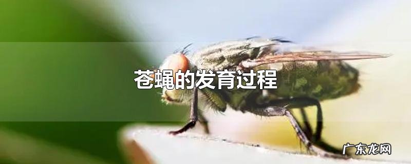 苍蝇的发育过程