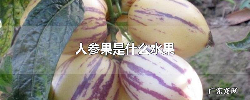 人参果是什么水果