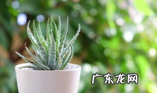 新鲜的芦荟怎么做面膜 新鲜的芦荟如何做面膜