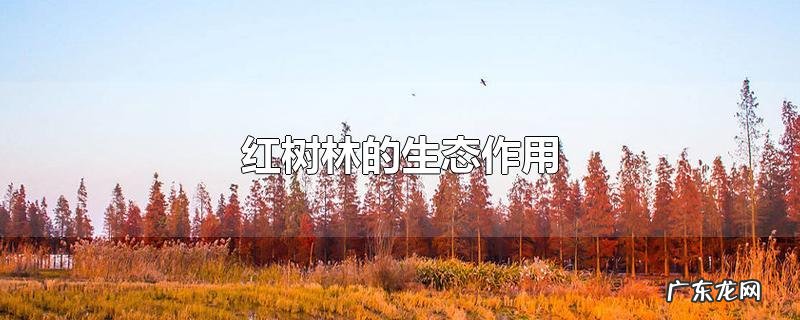 红树林的生态作用