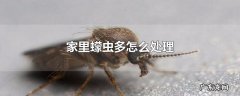 家里蠓虫多怎么处理
