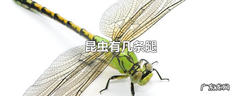 昆虫有几条腿
