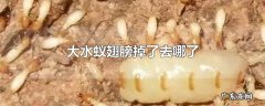大水蚁翅膀掉了去哪了