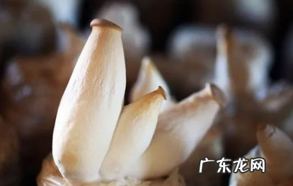 杏鲍菇切成片焯水吗