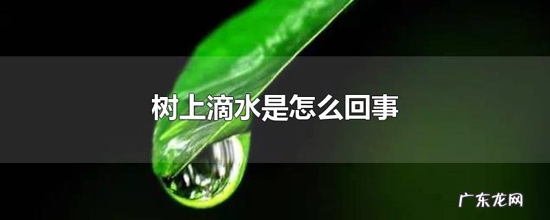 树上滴水是怎么回事