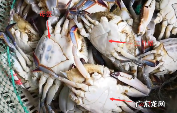 梭子蟹二母蟹和母蟹哪个好吃