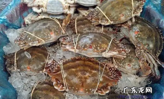 今天买的梭子蟹明天吃怎么办