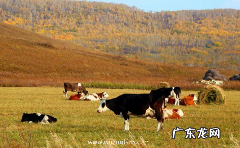 漠河九月份有极光吗