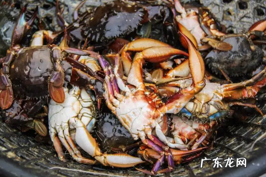 吃了死梭子蟹怎么办