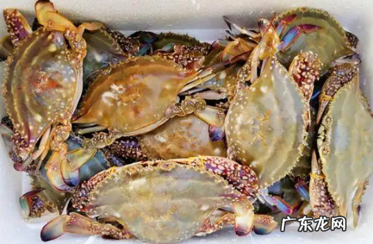 吃了死梭子蟹怎么办