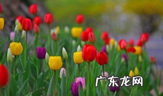 儿子生日适合送妈妈什么花 儿子生日适合送妈妈的花束介绍