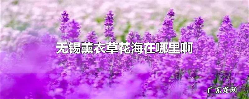 无锡薰衣草花海在哪里啊