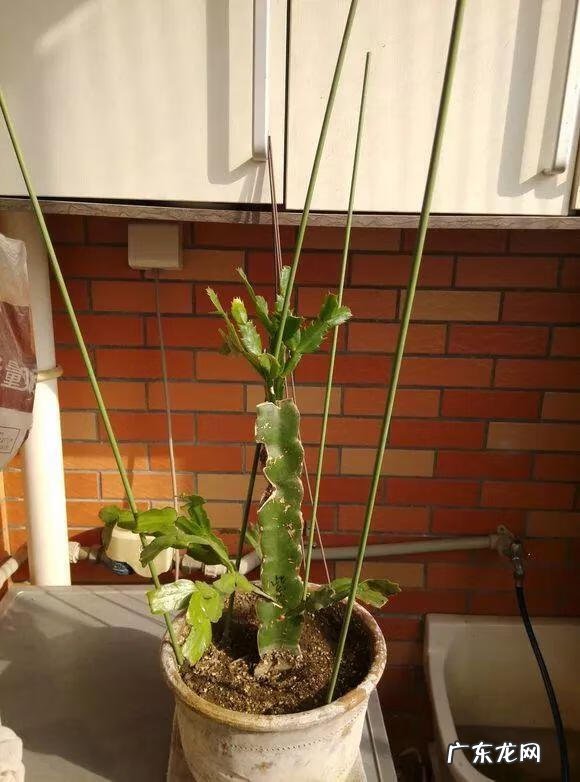 家养蟹爪兰影响风水吗 蟹爪兰养家里风水好吗