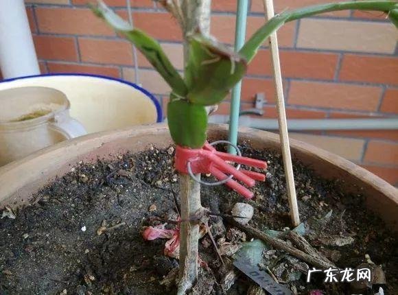 家养蟹爪兰影响风水吗 蟹爪兰养家里风水好吗