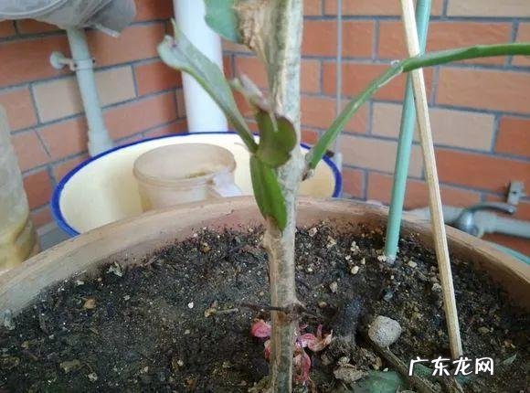 家养蟹爪兰影响风水吗 蟹爪兰养家里风水好吗