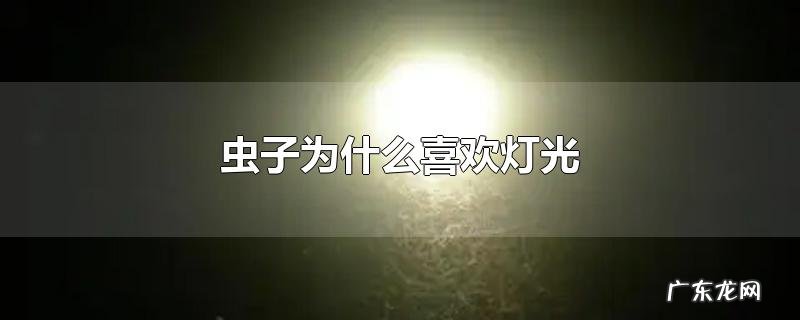 虫子为什么喜欢灯光