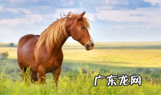 骑马用英语怎么说 骑马的英语是什么