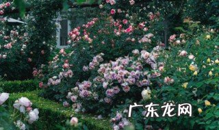 花园用英语怎么说 花园的英语是什么