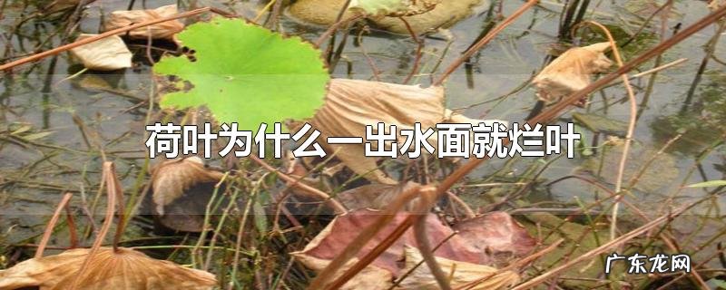 荷叶为什么一出水面就烂叶