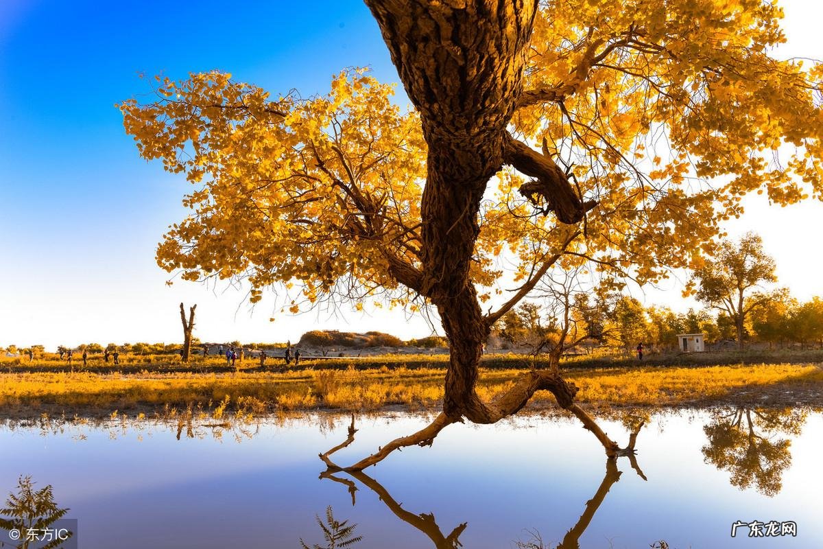 风水服务合同 风水顾问服务合同