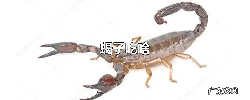 蝎子吃啥