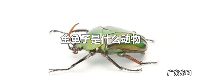 金龟子是什么动物