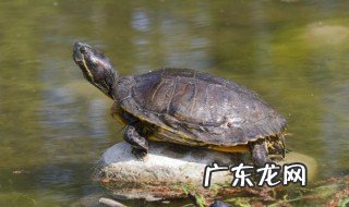 乌龟怎么饲养 乌龟如何饲养