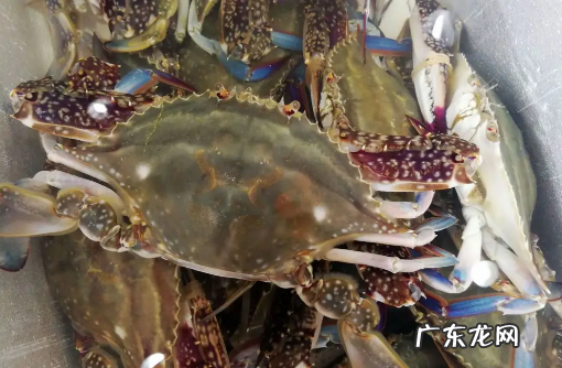 梭子蟹买多大的合适